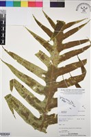 登錄號:BP03097藏品圖，第2張