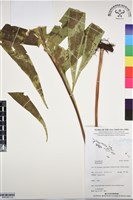 登錄號:BP03097藏品圖，第3張