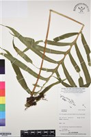 登錄號:BP03098藏品圖，第1張
