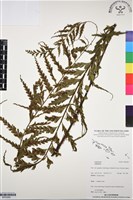 登錄號:BP03099藏品圖，第1張