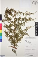 登錄號:BP03101藏品圖，第1張