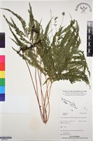 登錄號:BP03102藏品圖，第1張