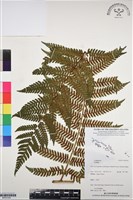 登錄號:BP03104藏品圖，第1張