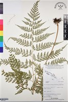 登錄號:BP03106藏品圖，第1張