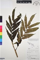 登錄號:BP03108藏品圖，第1張