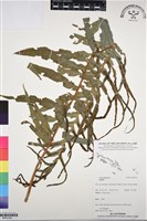 登錄號:BP03109藏品圖，第1張