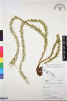 登錄號:BP03110藏品圖，第1張