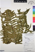 登錄號:BP03111藏品圖，第1張