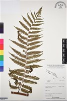 登錄號:BP03112藏品圖，第1張