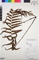 登錄號:BP03113藏品圖，第1張