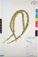 登錄號:BP03115藏品圖，第1張