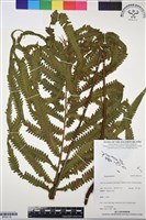 登錄號:BP03116藏品圖，第1張