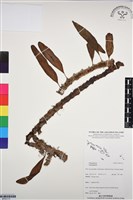 登錄號:BP03117藏品圖，第1張