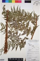 登錄號:BP03118藏品圖，第2張