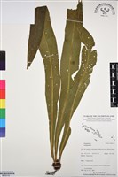 登錄號:BP03119藏品圖，第1張