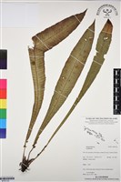 登錄號:BP03120藏品圖，第1張