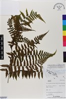 登錄號:BP03121藏品圖，第1張