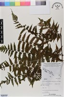 登錄號:BP03121藏品圖，第2張