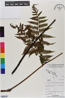 登錄號:BP03121藏品圖，第3張