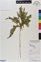 登錄號:BP03123藏品圖，第1張