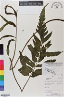 登錄號:BP03124藏品圖，第1張