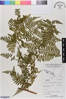 登錄號:BP03126藏品圖，第1張