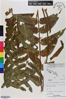 登錄號:BP03128藏品圖，第1張