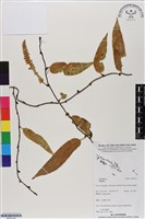 登錄號:BP03129藏品圖，第1張