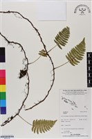 登錄號:BP03130藏品圖，第1張