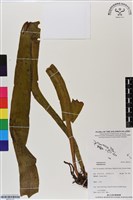 登錄號:BP03131藏品圖，第1張