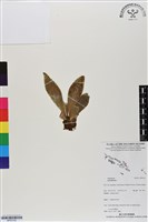 登錄號:BP03132藏品圖，第1張