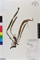 登錄號:BP03133藏品圖，第1張