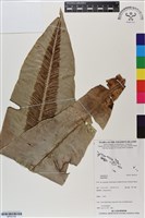 登錄號:BP03134藏品圖，第1張