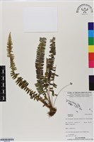 登錄號:BP03136藏品圖，第1張