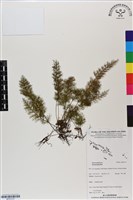 登錄號:BP03137藏品圖，第1張