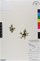 登錄號:BP03139藏品圖，第1張