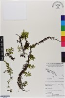 登錄號:BP03140藏品圖，第1張