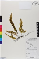 登錄號:BP03141藏品圖，第1張