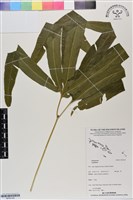 登錄號:BP03142藏品圖，第1張