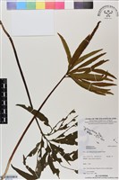 登錄號:BP03143藏品圖，第1張
