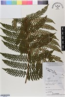 登錄號:BP03144藏品圖，第1張