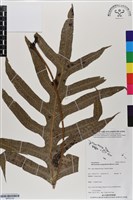 海岸星蕨藏品圖，第1張