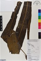 登錄號:BP03146藏品圖，第1張