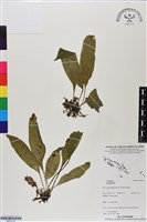 登錄號:BP03147藏品圖，第1張