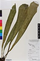 登錄號:BP03148藏品圖，第1張