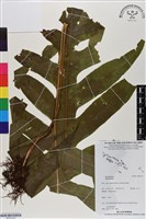 登錄號:BP03149藏品圖，第1張