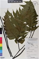 登錄號:BP03150藏品圖，第1張