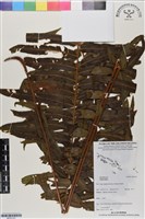 登錄號:BP03151藏品圖，第1張