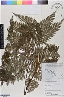 登錄號:BP03152藏品圖，第1張