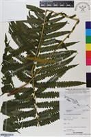 登錄號:BP03153藏品圖，第1張